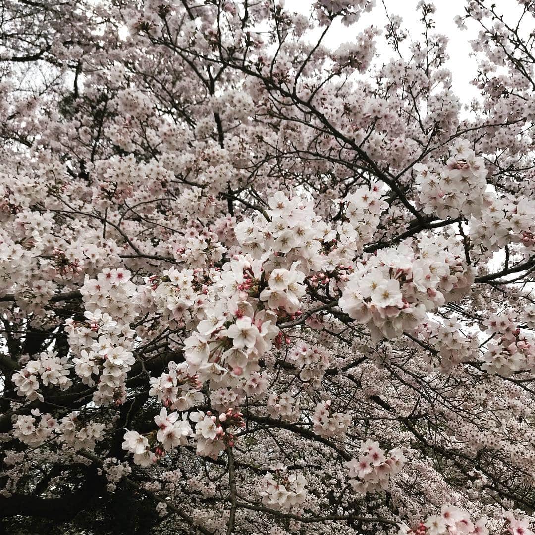 伊藤裕子さんのインスタグラム写真 - (伊藤裕子Instagram)「春に生まれたことを嬉しく思う  #桜 #綺麗 #令和」4月2日 14時04分 - yukoito_official