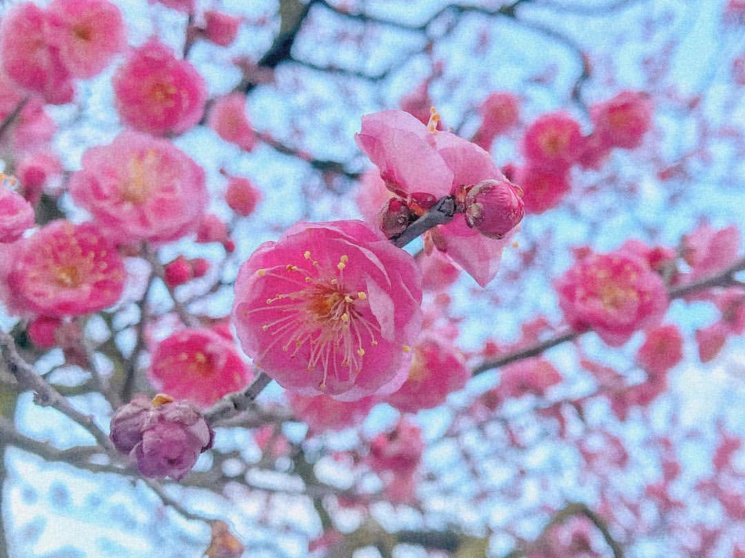 松浦彩さんのインスタグラム写真 - (松浦彩Instagram)「*** ⠀ 四季を愛で、平穏に心豊かに…誰にとってもそんな風に過ごせる時代になるといいですね☺️🌸 ⠀ 日本らしい、とても美しい元号。 ⠀ #令和 ⠀ #写真はいつかの梅の花 #今日の山形は雪 #お花見いきたいな #🍡」4月2日 14時27分 - ayamatsuura.s