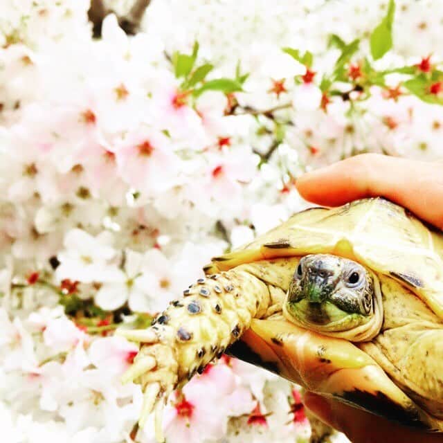 のインスタグラム：「まったり春のお散歩🐢 幸吉さんにとって、 桜のお花見、はじめてだね🌸  #まったり幸吉さん #リクガメ #ホルスフィールドリクガメ #リクガメのいる生活 #ロシアリクガメ #桜」