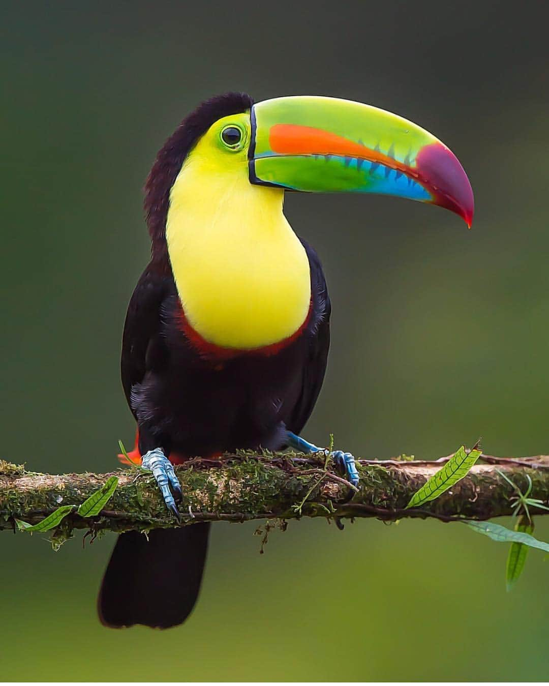 Earth Picsさんのインスタグラム写真 - (Earth PicsInstagram)「Keel-billed Toucan also the smallest in the Toucan family can be found In central and South America. Very social and friendly birds. Photo by: @jeffreypkarnes_birds」4月2日 14時51分 - earthpix