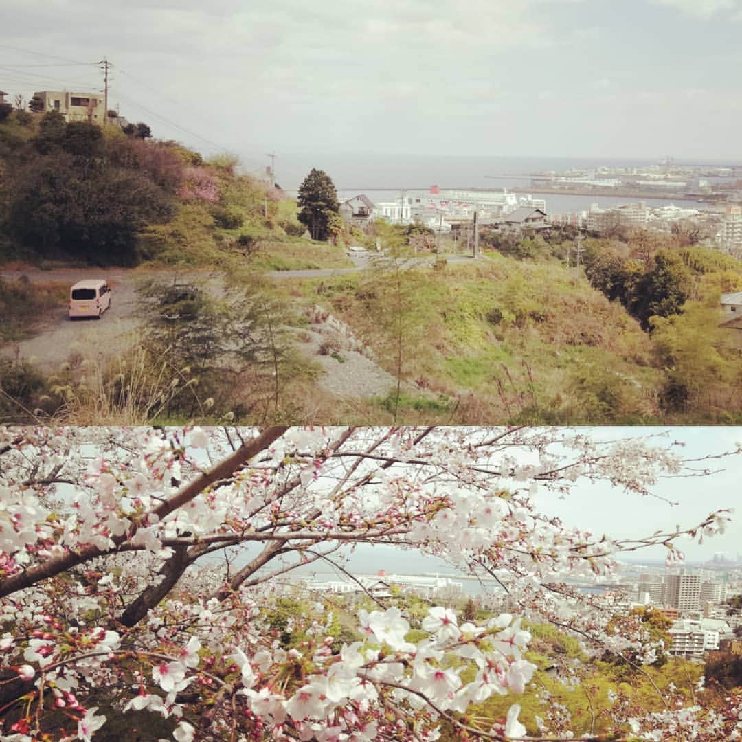 のインスタグラム：「。 桜とn-van 桜とサンフラワー (^-^)」