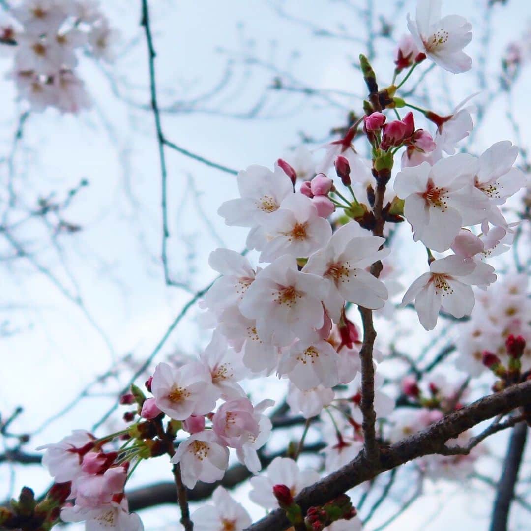 ayu kagawaさんのインスタグラム写真 - (ayu kagawaInstagram)「新年号が発表された4/1🌸 無事に退院することが出来ました。 ・ 今年はお花見は諦めていたけれど、帰り道に可愛い桜が見れた🥰 娘が産まれたこの季節が私にとって特別な季節になった😊🌸 👵🏻が命名した胎児名はさくらちゃんでした👶🏻🌸 もう家族全員あなたにメロメロですよ💓 ・ 沢山お祝いのメッセージを有難うございました🙏💓 一つ一つ嬉しく読ませて頂きました🥰 久しぶりの赤ちゃん育児、忘れてることだらけですが😂頑張ります😊 #新生児#newbornbaby #女の子#babygirl #退院#20190401 #桜#桜の季節#🌸」4月2日 14時59分 - ayuyunyun
