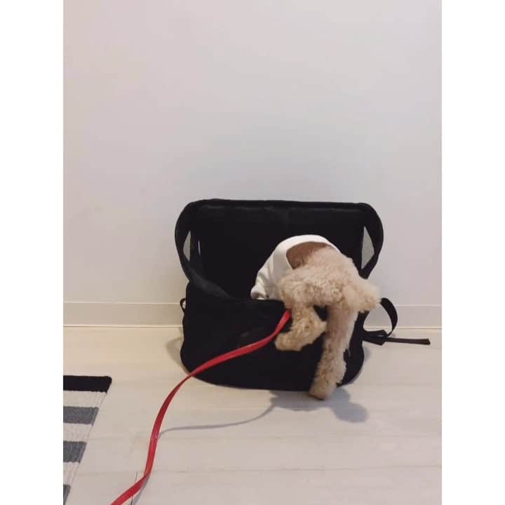 mizuのインスタグラム：「. 1枚目。ちょっと手伝ってあげたら、 2枚目。一人で上手に入れた〜♡👏 . @winsun.japan . 10%OFF ﻿クーポンコード：micchelocche﻿ よかったらお使いください。 . . #winsun #日本製 #犬用キャリーバッグ #トイプードル﻿ #名前入り #宝物にします #プレゼント #贈り物 #誕生日 #お祝い #オーダーメイド」
