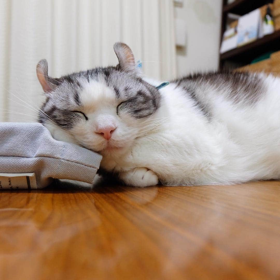 masuneco7のインスタグラム：「何でも枕にしちゃうイッちゃんは→自分のお手手を枕にすることも忘れない。」