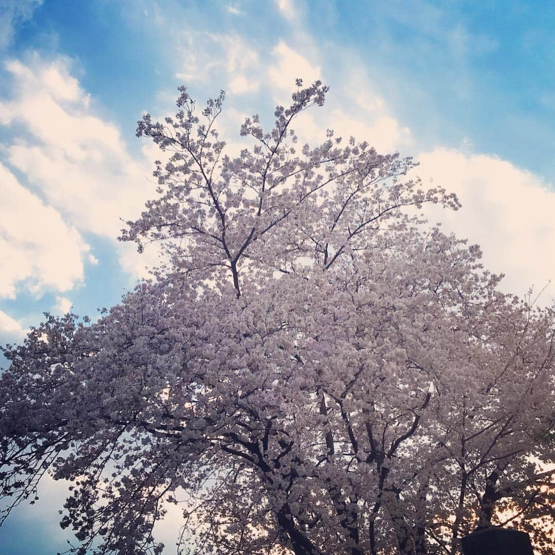 小野麻亜矢さんのインスタグラム写真 - (小野麻亜矢Instagram)「家族でお花見へ🌸 カメラ忘れた。。。 こういう日に使わなくていつ使う。。。 まぁでもiPhoneのカメラとアプリってすごいよなー。  さらに嬉しいサプライズプレゼント🎁 可愛くて食べられない😂  #お花見 #カメラ忘れた #ソメイヨシノ発祥の地 #ソメイヨシノ #桜 #サプライズプレゼント #お花のある生活 #花束 #花より団子派だけど #お花は好き #ricohgr2」4月2日 15時06分 - ono_maaya