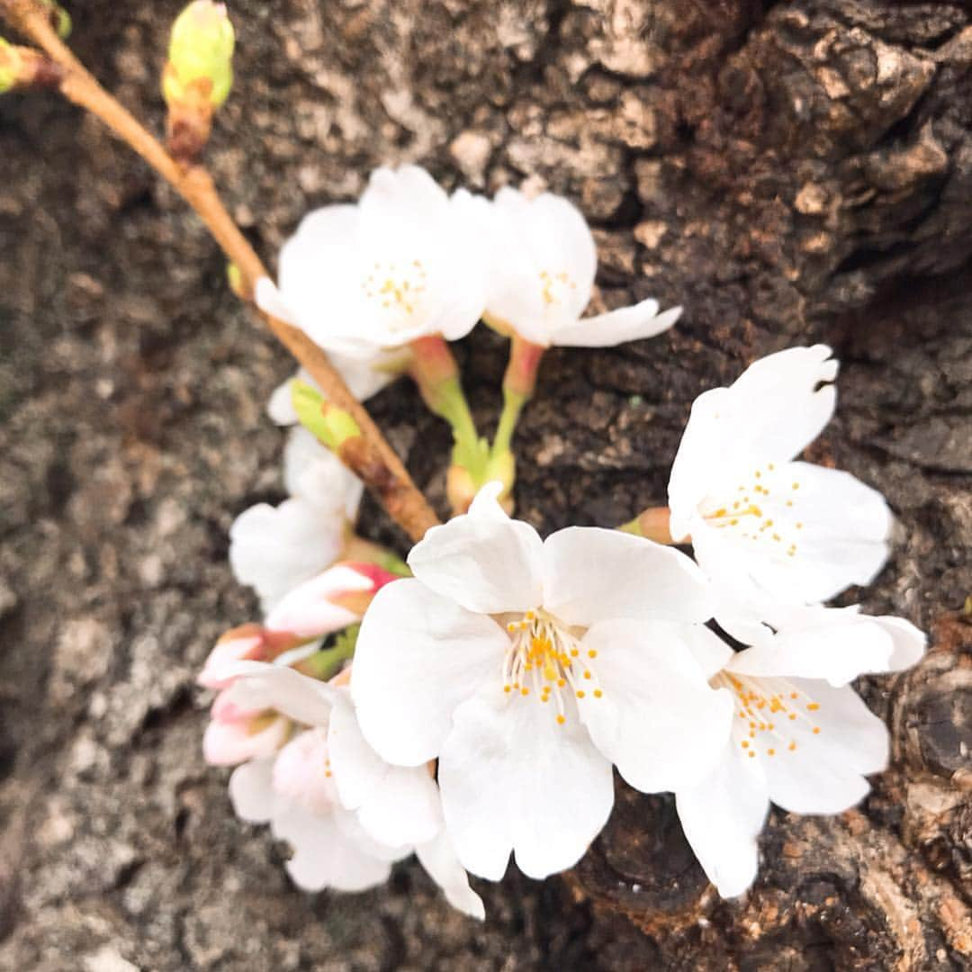 小野麻亜矢さんのインスタグラム写真 - (小野麻亜矢Instagram)「家族でお花見へ🌸 カメラ忘れた。。。 こういう日に使わなくていつ使う。。。 まぁでもiPhoneのカメラとアプリってすごいよなー。  さらに嬉しいサプライズプレゼント🎁 可愛くて食べられない😂  #お花見 #カメラ忘れた #ソメイヨシノ発祥の地 #ソメイヨシノ #桜 #サプライズプレゼント #お花のある生活 #花束 #花より団子派だけど #お花は好き #ricohgr2」4月2日 15時06分 - ono_maaya