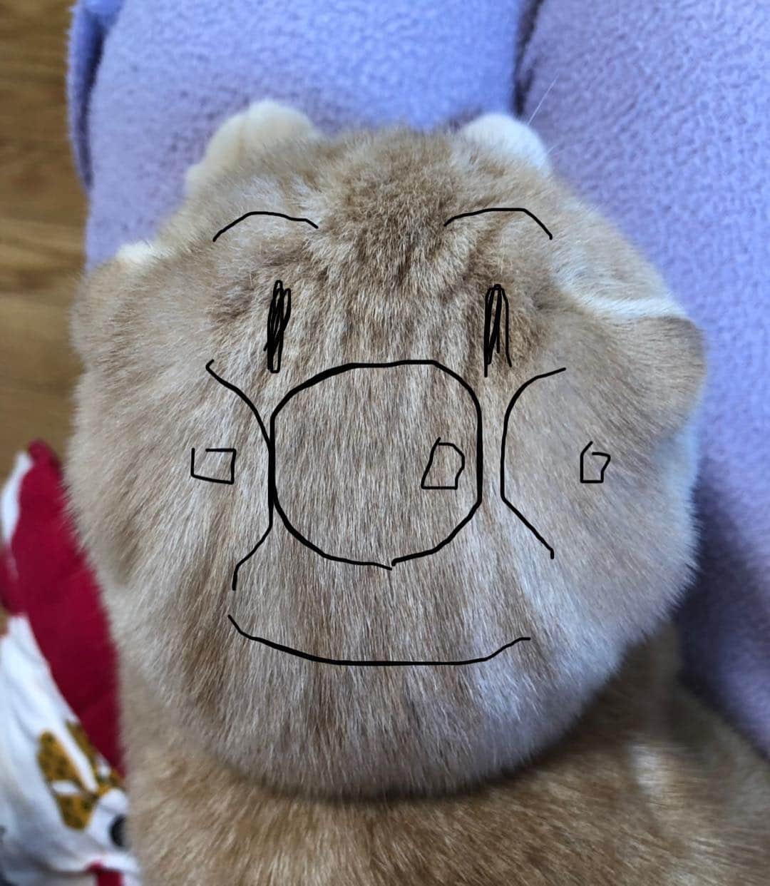 相馬有紀実のインスタグラム：「MARU♡ #もへい #ねこのいる生活  #すこてぃっしゅふぉーるど  #落書き #寝こーズ #丸顔」