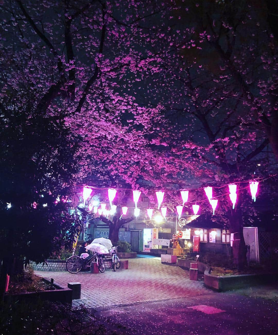宮地謙典さんのインスタグラム写真 - (宮地謙典Instagram)「昨日の仕事の帰り道に見かけた夜桜。 #めちゃくちゃ絵になる #舞台のセットようだ #下手から女優さん出てきて #3ページくらいある長いセリフ言いそう」4月2日 15時20分 - miyajinibugo