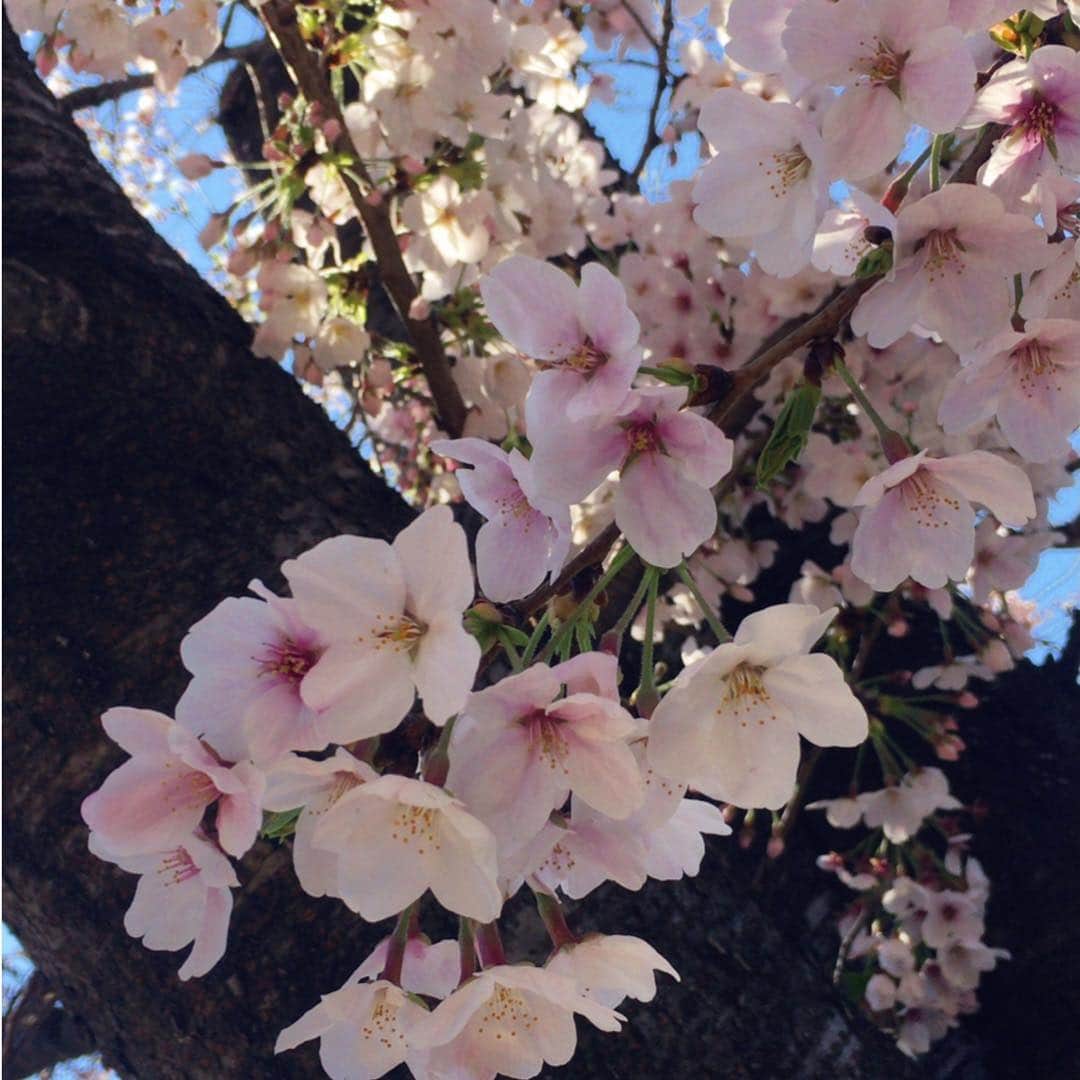 森純太さんのインスタグラム写真 - (森純太Instagram)「新元号が「令和」になりました。  JSWは昭和で結成〜デビューを経て平成を駆け抜けて。。 令和に変わりましても、 どうぞ宜しくお願い致します。  花見ほとんどしないんだけど、桜は大好きで毎年写真を撮るほど。  今年は特に綺麗なのが撮れたので🌸  記念にInstagramに残しておこう！  #桜 #さくら #🌸 #森純太  #令和 #junskywalkers  #30th #lespaulcustom  #thankyou  #guitarist #lespaul #gethappy #dream #sky」4月2日 15時13分 - juntamori