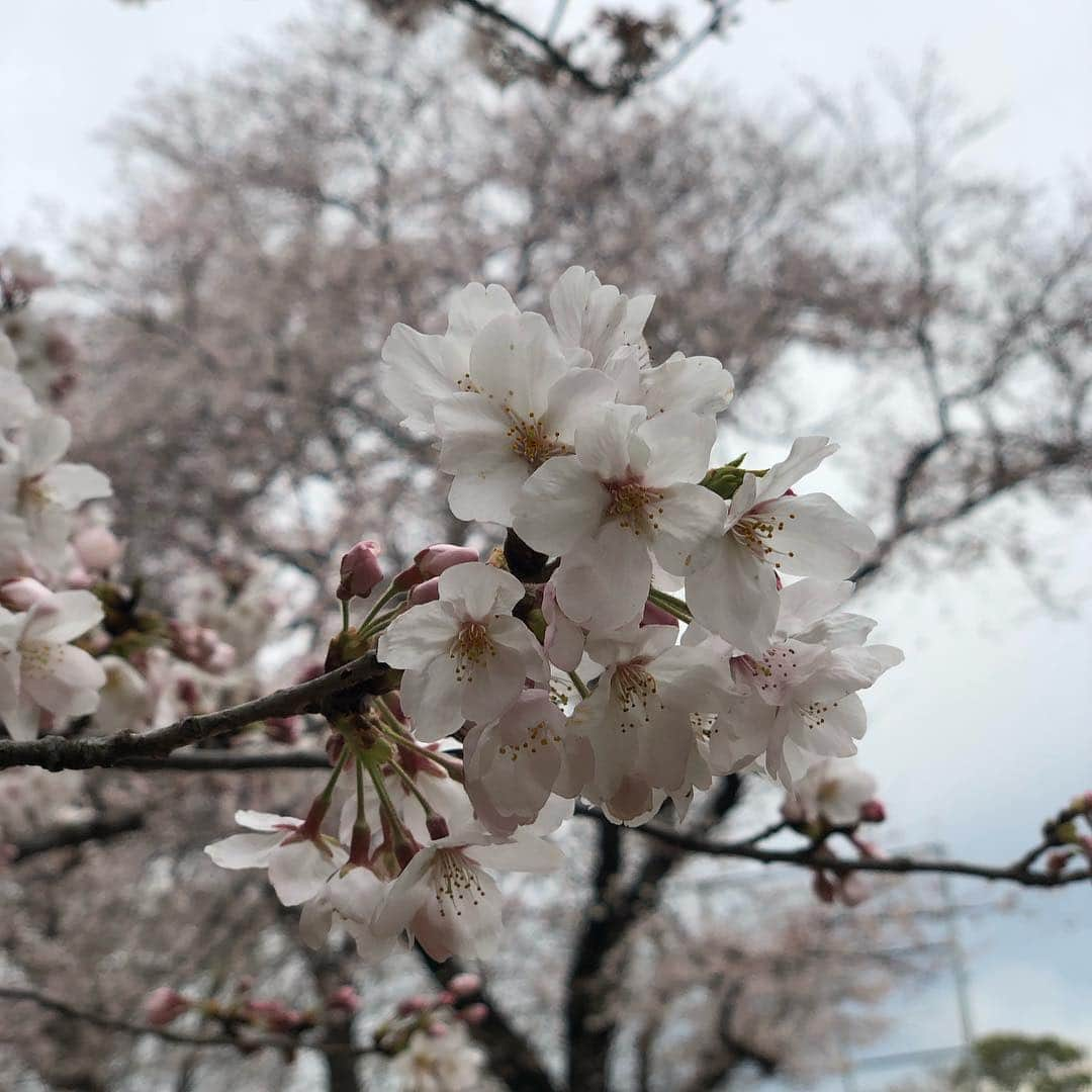 井上裕介さんのインスタグラム写真 - (井上裕介Instagram)「カンコスホリックファミリーで花見して来ました^_^ 桜は、いつ見ても綺麗です。  #NONSTYLE #nonstyle #井上 #江野沢愛美 #車谷セナ #カンコスホリック #ファミリー #大好きな番組 #みんなで花見 #楽しかった」4月2日 15時14分 - nonyusuke