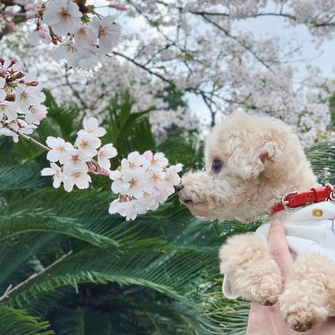 mizuのインスタグラム：「❀クンクン•‧̫•」