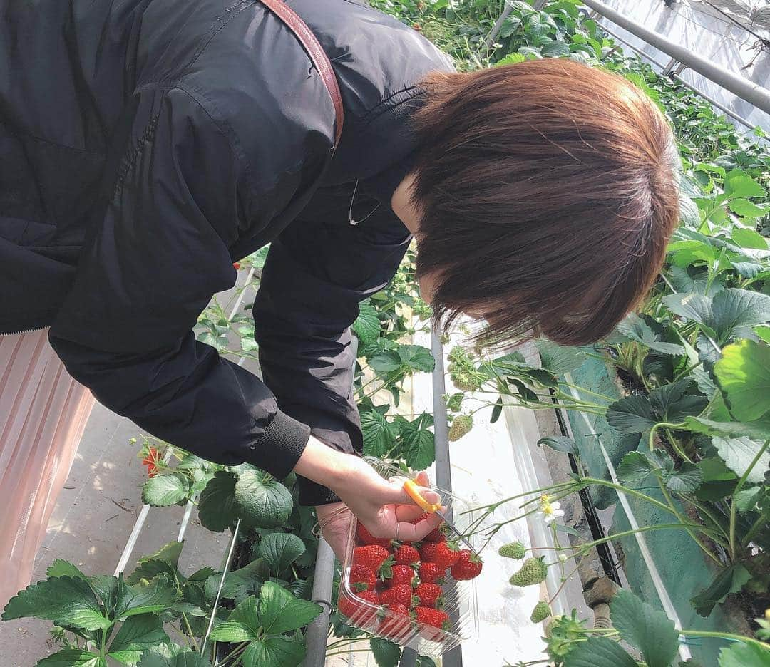 金杉由香さんのインスタグラム写真 - (金杉由香Instagram)「いちご狩り🍓  服装合わせてないのに 同じ服装でおそろコーデみたいになってしまった🤦‍♀️笑  #姫路#いちご狩り#美味しかった」4月2日 15時19分 - kanasugiyuka