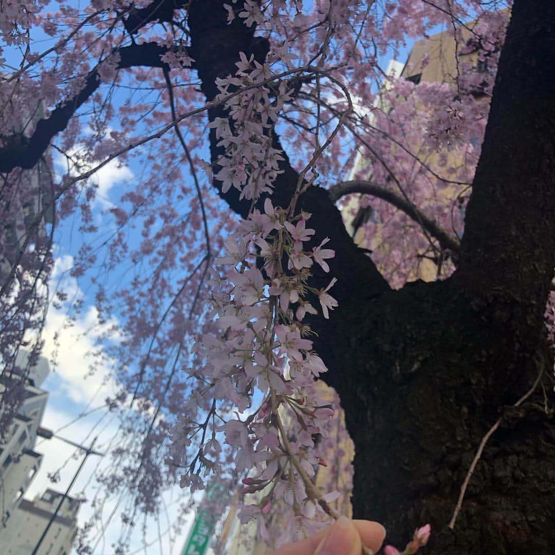 藤本結衣さんのインスタグラム写真 - (藤本結衣Instagram)「#さくら」4月2日 15時28分 - yui__fujimoto