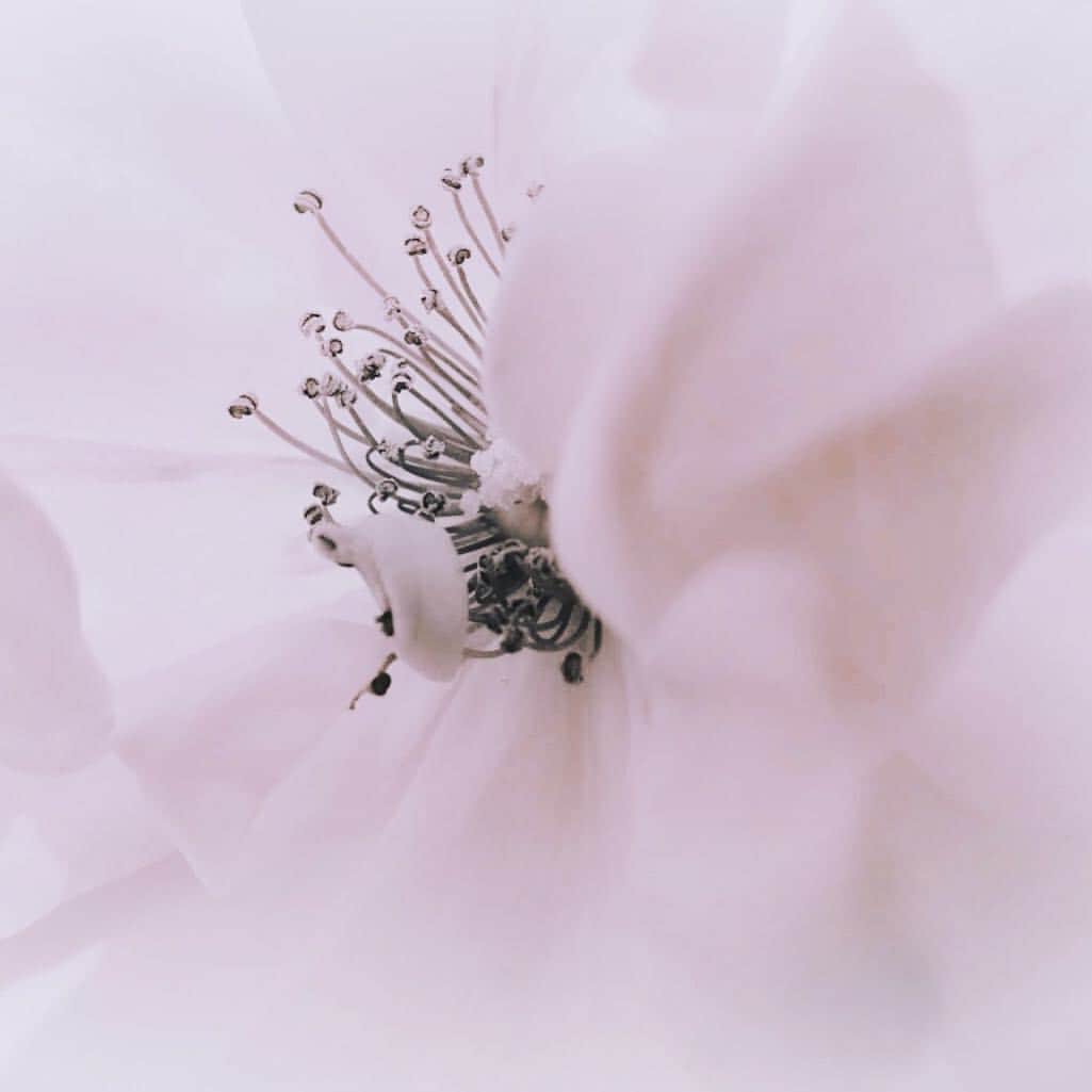 アクネスラボさんのインスタグラム写真 - (アクネスラボInstagram)「たまにはぐっと近づいて。 遠くからみるのと、また違ったものが見えてきますね。 ・ #花 #flower #春 #アクネスラボ #散歩 #景色 #アクネスラボ #スキンケア #基礎化粧品 #化粧品 #コスメ大好き #cosmetics #お肌の悩み #大人ニキビ #肌荒れ #肌質改善 #美肌ケア #美肌レシピ #ツヤ肌 #ニキビ #ニキビ治療 #beautiful #アンチエイジング #乾燥肌 #保湿 #保湿ケア #ターンオーバー #相澤皮膚科」4月2日 15時36分 - acneslabo_official