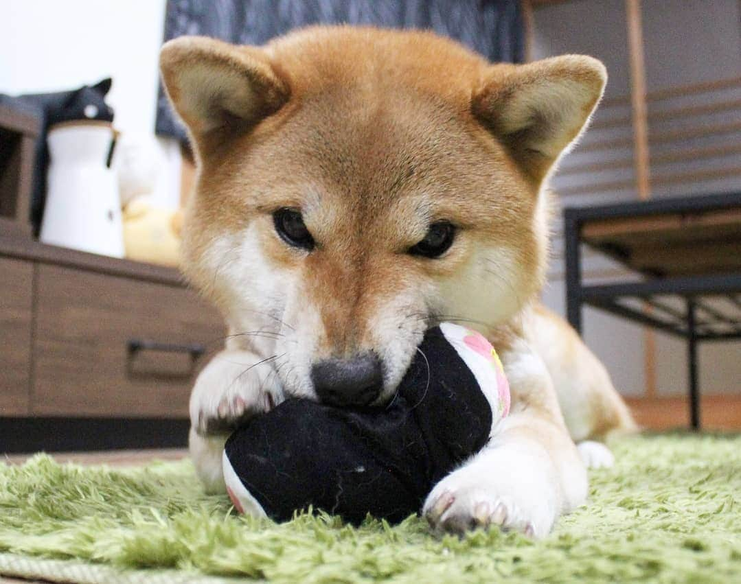 柴犬たま Shibainu Tamaさんのインスタグラム写真 - (柴犬たま Shibainu TamaInstagram)「今月もやってきましたPECO BOX❤️ * 今回は * 出して遊ぼう！春のわんわん弁当 春の訪れ ふわパリ・サクラ なりきり！トイ 幕末偉人の名犬 北海道産牛干し肉 * が入ってたー‼ * ミケしゃんはお弁当のたこさんウィンナー🐙 たママは音がなる巻き寿司🍣が気に入ったみたい😁👌 * Caption trans🇬🇧 It is a very nice present❤️ * #柴犬たま #たママ #たま家族 #柴犬ミケ #一眼レフ #一眼レフカメラ #pecobox #たこさんウィンナー #巻き寿司 #カミカミ #笑顔 #かなりひし形 #柴犬 #shiba #shibainu #shibastagram #犬 #dog #多頭飼い」4月2日 15時39分 - tama7653