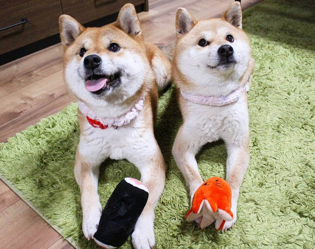 柴犬たま Shibainu Tamaさんのインスタグラム写真 - (柴犬たま Shibainu TamaInstagram)「今月もやってきましたPECO BOX❤️ * 今回は * 出して遊ぼう！春のわんわん弁当 春の訪れ ふわパリ・サクラ なりきり！トイ 幕末偉人の名犬 北海道産牛干し肉 * が入ってたー‼ * ミケしゃんはお弁当のたこさんウィンナー🐙 たママは音がなる巻き寿司🍣が気に入ったみたい😁👌 * Caption trans🇬🇧 It is a very nice present❤️ * #柴犬たま #たママ #たま家族 #柴犬ミケ #一眼レフ #一眼レフカメラ #pecobox #たこさんウィンナー #巻き寿司 #カミカミ #笑顔 #かなりひし形 #柴犬 #shiba #shibainu #shibastagram #犬 #dog #多頭飼い」4月2日 15時39分 - tama7653