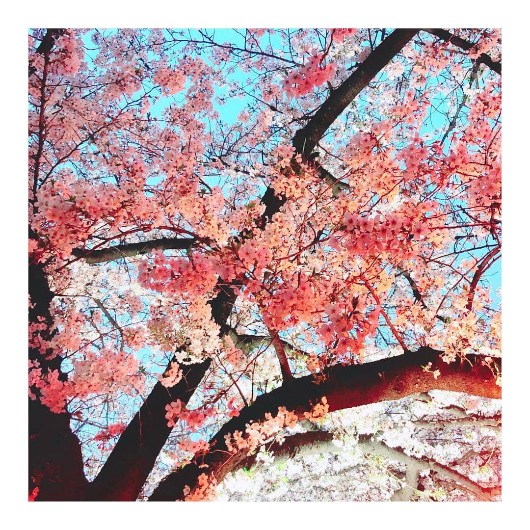 葉月ゆめさんのインスタグラム写真 - (葉月ゆめInstagram)「🌸🌸🌸 目黒川、美しかった ✨ わたしは桜の中でも八重桜が好きです ♡ #目黒川 #目黒川の桜 #お花見 #春 #桜 #instagood #instapic #cherryblossom #しゃぼん玉」4月2日 15時42分 - yume_hazuki