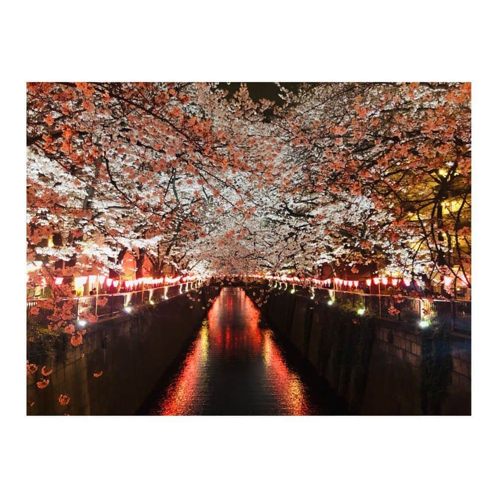 葉月ゆめさんのインスタグラム写真 - (葉月ゆめInstagram)「🌸🌸🌸 目黒川、美しかった ✨ わたしは桜の中でも八重桜が好きです ♡ #目黒川 #目黒川の桜 #お花見 #春 #桜 #instagood #instapic #cherryblossom #しゃぼん玉」4月2日 15時42分 - yume_hazuki