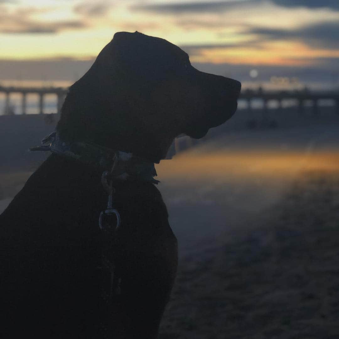 ブリアナ・エヴィガンのインスタグラム：「This wise silent ones give us all the answers... #maxthecomebackdog」