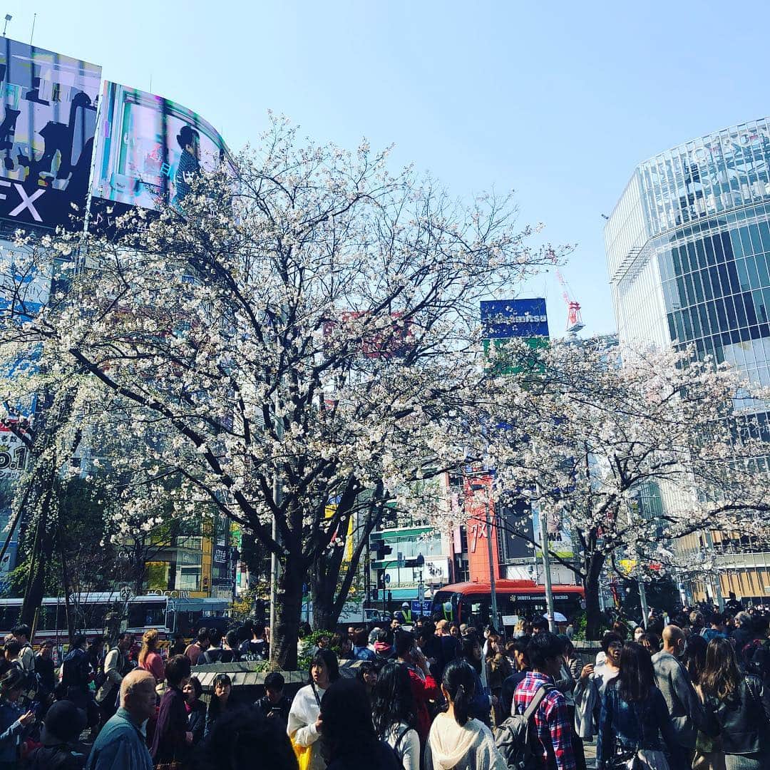 LOVEのインスタグラム：「渋谷ハチ公前の桜 「えっと、みんな、風情ってわかる？ふぜいだよ、僕ら、ここでみんなにふぜいを...ねぇ、聴いてる？ふぜ...」 Some media overseas translated the new Japanese era title 令 as "order or command", 和 as the symbol of Japanism and they seemed to be suspicious about where we're headed.  Please be so for different reasons, not this one.  I would translate it as "Auspicious" & "Harmony" , which is much less patriotic and far more ancient book-ish than I personally predicted.  It's alright.  It actually sounds pretty elegant.」