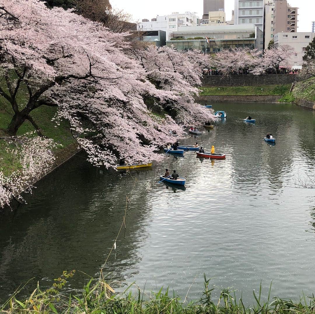 佐久間あすかのインスタグラム：「本日の千鳥ヶ淵🌸どうやら満開まであと少し🍡肌寒いせいか、例年に比べるとそこまで混雑していないのかも🙂#千鳥ヶ淵#桜#Tokyo#sakura」