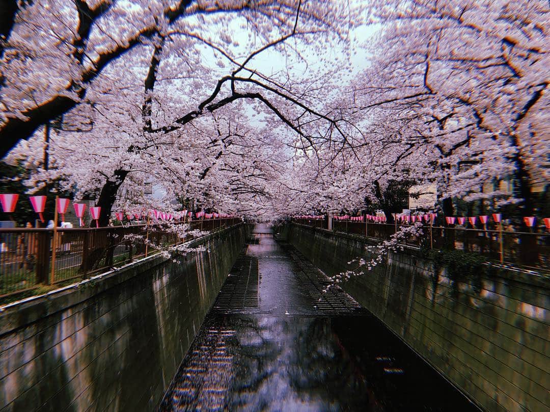 清水佐紀さんのインスタグラム写真 - (清水佐紀Instagram)「. . 平成最後の桜 感じることができました。 #中目黒 #桜 #🌸」4月2日 15時46分 - saki___shimizu