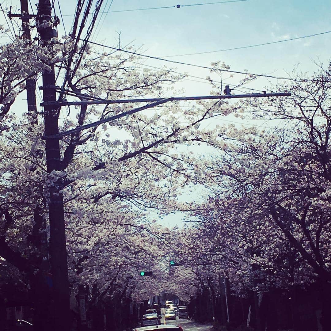 林伊織さんのインスタグラム写真 - (林伊織Instagram)「満開まであと少し。  #桜並木 #桜のトンネル #桜花爛漫」4月2日 15時46分 - iori_haya4