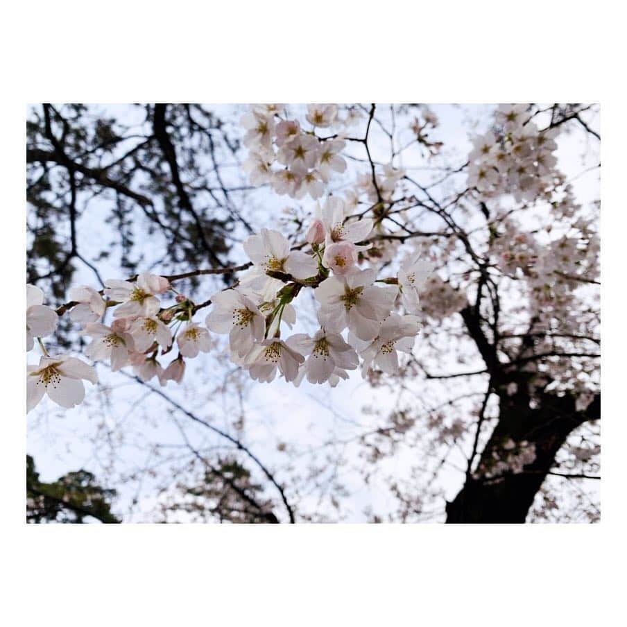 JOT AROMAさんのインスタグラム写真 - (JOT AROMAInstagram)「. . . . . 関西でも桜の開花がはじまりましたね。 . 今週は少し冷え込み、 満開のお花見は今週末以降になるようです。 . 少し不安定なお天気になりそうな今週、 お花見気分をご自宅でお楽しみいただけるのが 桜の葉の香りを想起させる、 トンカビーンズ。 . 他の精油とブレンドすることで パウダリーさを 感じていただきやすくなる 不思議な魅力があります。 . バニラやローズウッドと合わせていただくと、 より桜の雰囲気を 味わっていただけるかと思います。 . ぜひご自身だけの春、さくらブレンドを 探してみてはいかがでしょうか。 . . . #桜#さくら#トンカビーンズ #春#spring . #aroma #medicalaroma  #jot#大阪#アロマ#メディカルアロマ #メディカルハーブ#精油#梅田 #アロマセラピスト ❁ #香りのこと#暮らしのこと #JOTACAD#総合学園JOTアカデミー ❁ #AROMALABO #JOTメディカルアロマカレッジ ❁ #beauty#botanical#lovegreen . #2019#4月 . . . .」4月2日 15時52分 - jot_school
