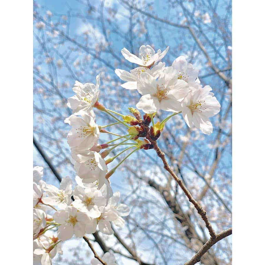 小越しほみさんのインスタグラム写真 - (小越しほみInstagram)「🌸🌸🌸 ・ #桜 #ソメイヨシノ #満開 #春 #spring #sakura #krex #ootd #onepiece #ワンピース #japan #japanesegirl @krex_official」4月2日 15時54分 - shihomi1129