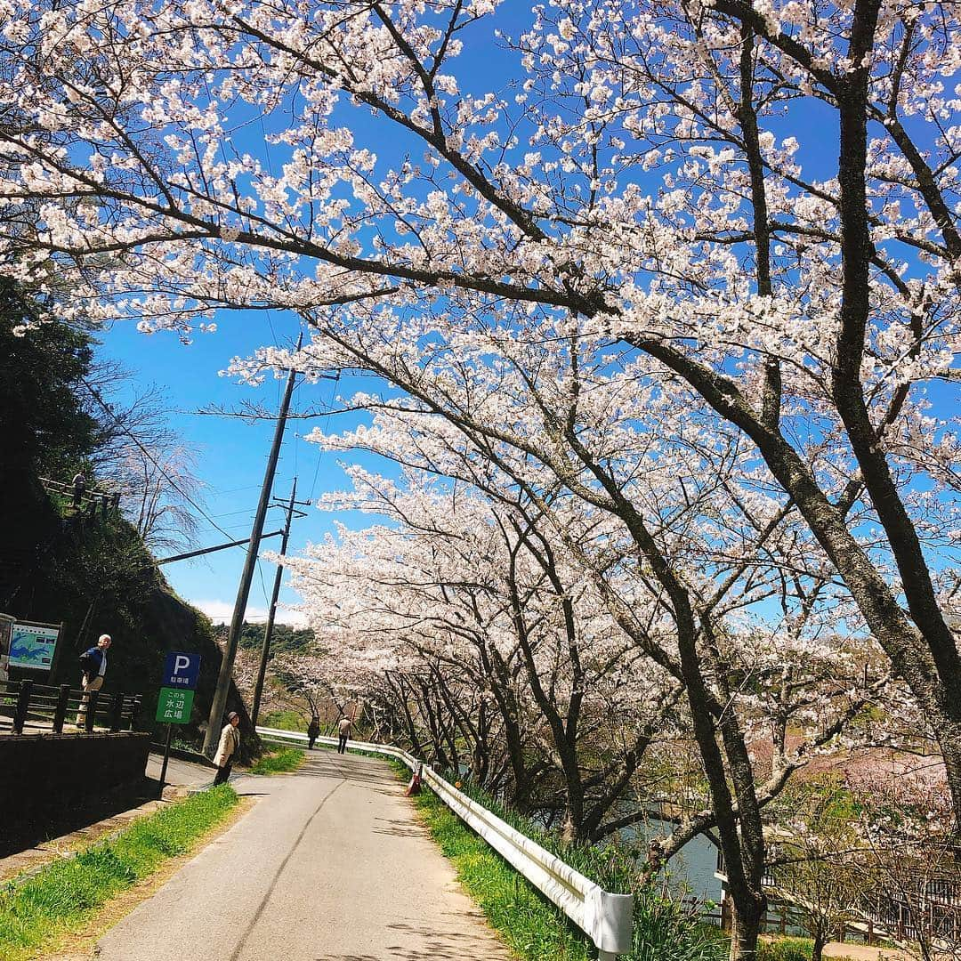 竹内里奈さんのインスタグラム写真 - (竹内里奈Instagram)「🎤🌸 今日は今週金曜日18:00〜始まる新番組 「NEWSチバFUSION」のロケで 佐久間ダムに行ってきました♪ まだ、7分咲きで、佐久間ダムは、 都心より1週間遅く楽しめるとのことです🌸 すごく綺麗で癒されました🥰  #チバテレ #アナウンサー #フリーアナウンサー #竹内里奈 #桜スポット #桜 #佐久間ダム湖親水公園 #佐久間ダム」4月2日 16時05分 - rina.takeuch