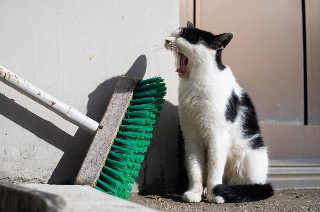 NEKOくらぶさんのインスタグラム写真 - (NEKOくらぶInstagram)「|| 「サボることにしたのだ」⠀ @michibata.shi さんの作品ですにゃ（＝ΦωΦ＝）⠀ *⠀ いいね！＆コメント大歓迎！！⠀ *⠀ #nekoclub #NEKOくらぶ #Japan #Photo #写真 #日本 #cat #ネコ #ねこ #猫 ⠀ Follow: @nekoclub_jpn⠀ *⠀ ▼【廣済堂出版共同企画】NEKOくらぶの皆さまとつくる「NEKOくらぶ写真集」、発売中♪（＝ΦωΦ＝）⠀ ※詳細は本アカウント「 @nekoclub_jpn 」のプロフィールに固定しているハイライトから」4月2日 16時00分 - nekoclub_jpn