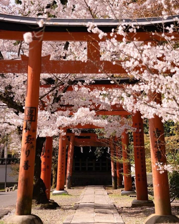 ニコンイメージングジャパン公式さんのインスタグラム写真 - (ニコンイメージングジャパン公式Instagram)「‖Japan Kyoto⠀ Photo by @kazumma527⠀ https://www.instagram.com/kazumma527/p/Bvdsw0nhZQi/⠀ *⠀ ニコン機材で撮影された光をテーマにした写真に「 #light_nikon 」をつけてInstagramに投稿いただいた皆さんの作品を本アカウントで紹介させていただきます。⠀ （作品使用に関するガイドラインは本アカウントのプロフィールに記載しているURLからご覧ください）⠀ ⠀ #ニコン #nikon #一眼 #カメラ #camera #nikon📷 #nikonlove  #light_nikon #京都 #鳥居」4月2日 16時00分 - nikonjp