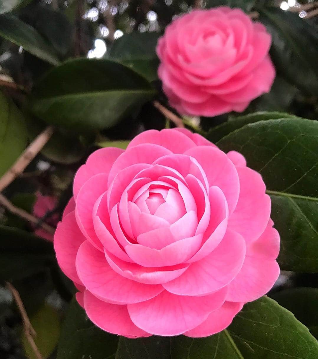 平子理沙さんのインスタグラム写真 - (平子理沙Instagram)「桜のお花見の途中に、綺麗な椿の花もところどころ咲いていて、花の美しさに改めて感動していました😃💕❣️ #椿の花#camellia #flowers#lifestyle #beauty #fashion #risahirako #平子理沙」4月2日 16時03分 - risa_hirako