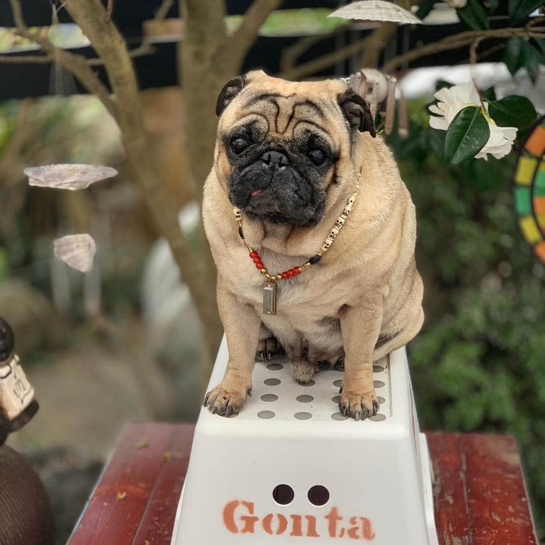 gontaさんのインスタグラム写真 - (gontaInstagram)「It's time to start skateboarding🛹#keelyafternoontea #Gonta2#speakpug #smilingpugs #pugjapan #love #pug #instpug #pugshit #pugsofinstagram #zerozeropug #worldofpug #skateboardpug」4月2日 16時22分 - gehhah