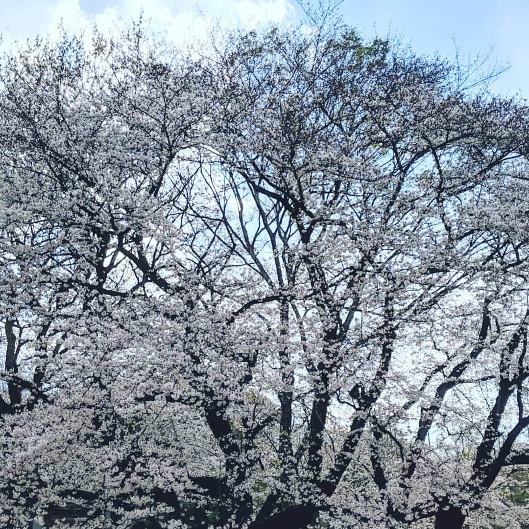 磯部正文さんのインスタグラム写真 - (磯部正文Instagram)「桜の🌸のあるうちにと ランドセル背負い写真撮影  昔は色々と撮ってましたが 最近は子供のここぞでしか使わないフィルムの一眼レフカメラで📷」4月2日 16時21分 - masafumiisobe