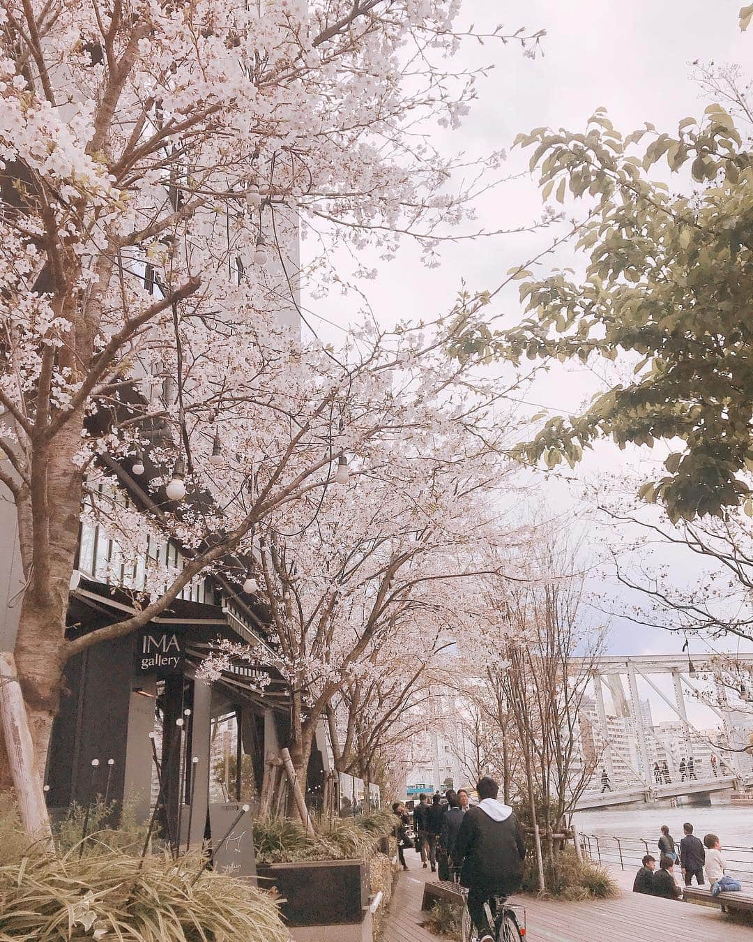 田﨑あさひさんのインスタグラム写真 - (田﨑あさひInstagram)「ピンクの季節🌸 ・ ・ ・ ・ ・  #ピンク  #pink  #cherryblossom  #桜  #🌸」4月2日 16時31分 - asahitasaki