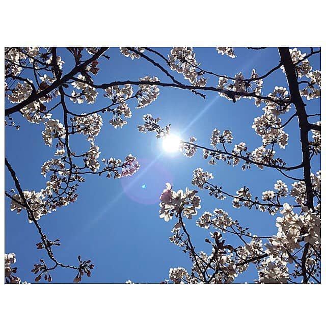 七瀬遥さんのインスタグラム写真 - (七瀬遥Instagram)「ジョギングしながら🏃‍♀️いつもお花見✨🌸🌸🌸✨ #桜#ソメイヨシノ#ジョギング#癒し#綺麗#cherryblossom #run#beautiful#girls#friend#good#happy#smile#tokyo#japan」4月2日 16時24分 - haruka_mh