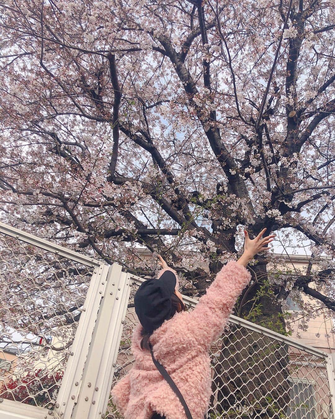 野乃さんのインスタグラム写真 - (野乃Instagram)「🌸 わーい、帰り道の癒し〜〜〜、！ 桜と服の色あってる！！SASUGA🤘🏿 てか、前の投稿と季節の順番逆じゃない？？？？😱笑笑 早くあったかくなってほしーなあ #今日のnono」4月2日 16時26分 - nonono_onaka