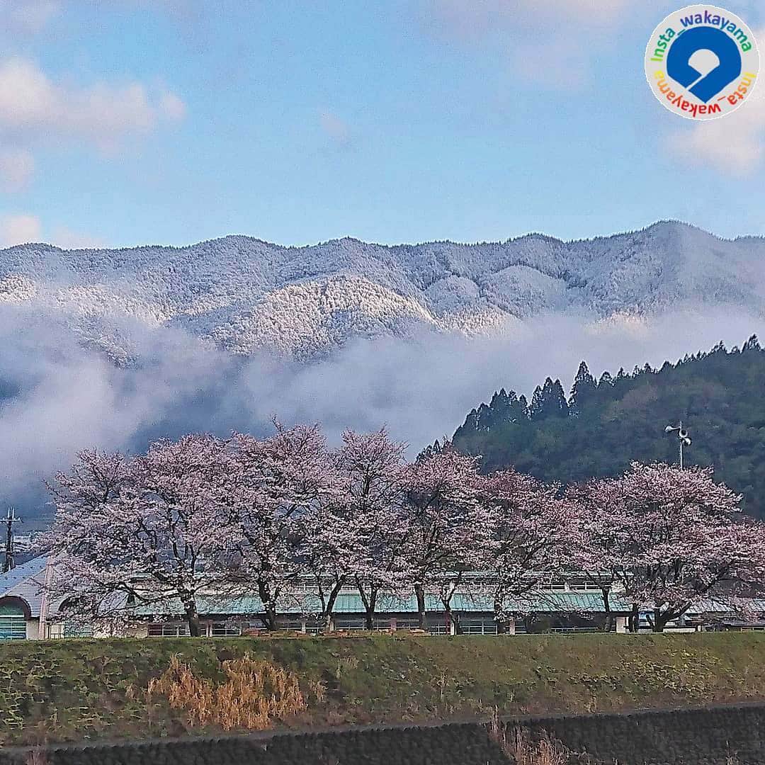 和歌山県さんのインスタグラム写真 - (和歌山県Instagram)「* Insta_Wakayamaでは、皆さんがハッシュタグをつけて投稿してくださった写真から、素敵な写真をご紹介させていただきます！ 本日のピックアップは、 @eririn1502 さんのお写真です☆ハッシュタグご利用ありがとうございますm(_ _)m .  こちらは有田川町清水の桜🌸と雪❄のコラボレーションのお写真です😊 ニュースでは、和歌山市の紀三井寺では昨日桜が満開になったと報道されていましたが、清水の山々ではまだまだ雪が降るんですね。 垂れこめた雲の向こうの山々に積もった雪が木漏れ日に照らされている様子は本当にきれいですね💕桜と雪のコラボなんて、和歌山ではめったにお目にかかれません。とても貴重なお写真をありがとうございます😊 . 和歌山に関する投稿には「#insta_wakayama」のハッシュタグをつけてください★ 和歌山の魅力を皆さんで発信していきましょう！ ハッシュタグをつけると同時に、写真の場所の記載・位置情報の登録もお願いします🎵 . #桜 #桜並木 #雪 #清水 #有田川町 #和歌山 #和歌山県  #sakura #snow #shimizu #aridagawa #aridagawatown #wakayama  #観光 #観光和歌山 #風景 #風景和歌山 #なんて素敵な和歌山なんでしょう #insta_wakayama #wakayamagram #instameet_wakayama  #nagomi_wakayama #visitwakayama #retrip_news #japan」4月2日 16時32分 - insta_wakayama