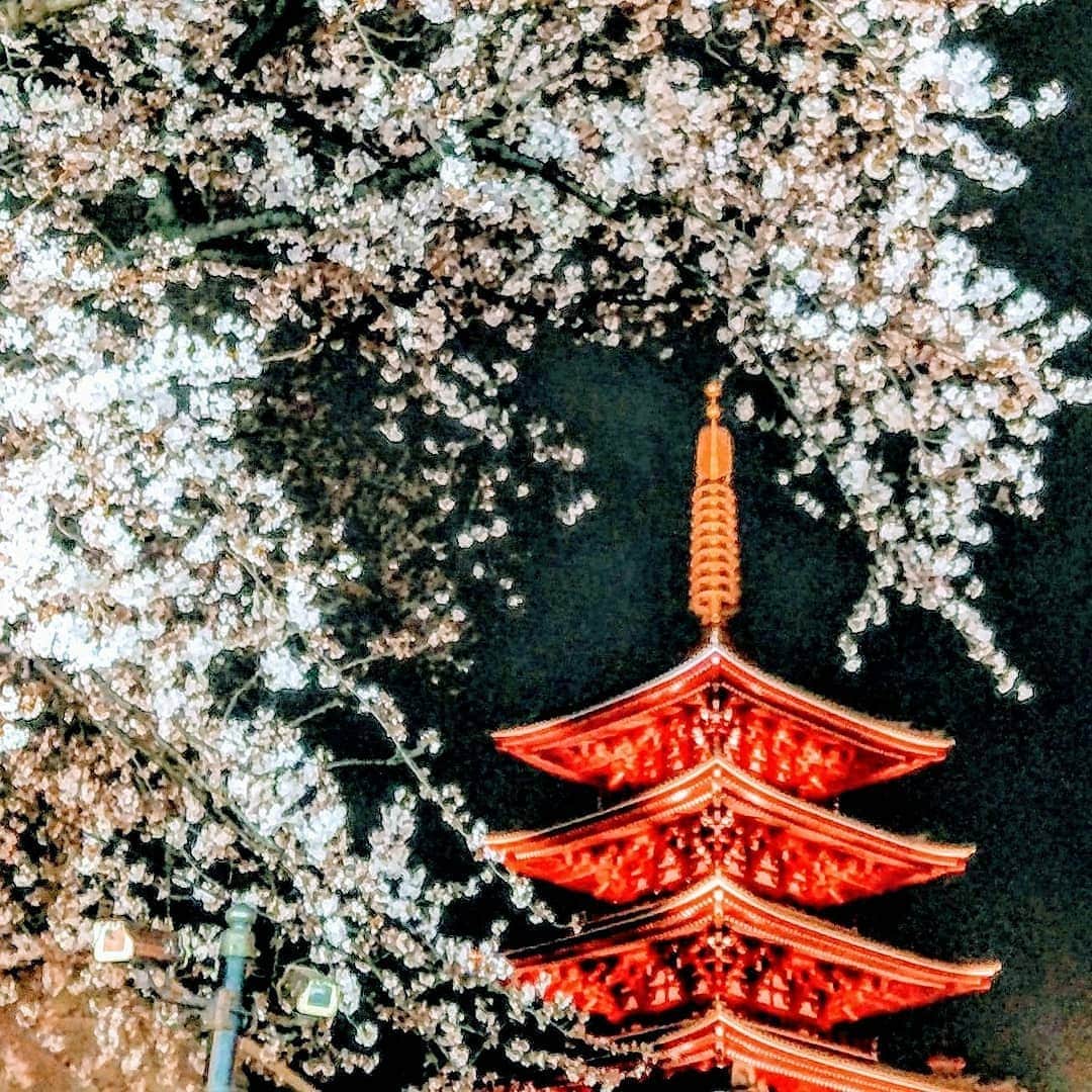 旅行比較サイト・トラベルコ 理想の旅を、いちばん安く。さんのインスタグラム写真 - (旅行比較サイト・トラベルコ 理想の旅を、いちばん安く。Instagram)「先週末で満開に近づいた東京の桜！ 花冷えの日も続いているせいか、もうしばらく楽しめそうですね♪ 写真は先週金曜の #浅草 と #上野公園 の夜桜🌸  #浅草寺 では仲見世を抜けるあたりに桜が咲いています！ #隅田川 では川沿いの桜を楽しみながら #スカイツリー を眺めるのもいいものです。 上野公園では寒い中でも、桜の下で楽しそうに宴会が行われていました。  皆さん、美しい夜桜を愛でる際には、暖かい服装でお出かけしましょうね！ * * * あなたが訪れた旅先での写真に《 @travelko_chan 》《 #トラベルコ 》《 #travelko 》とタグ付けして投稿してみてください！こちらのアカウントで紹介させていただくかもしれません♪ * * * #東京 #tokyo #浅草 #浅草寺 #隅田川 #上野公園 #スカイツリー #桜 #国内旅行 #travel #trip #japantrip #japantravel #sightseeing #フォトジェニック #旅行好きな人と繋がりたい #写真好きな人と繋がりたい #女子旅 #一人旅 #カメラ女子 #カメラ男子 #photooftheday #followme #instatravel #travelgram #instagood #instaphoto #travelko #トラベルコ #トラベルコちゃん」4月2日 16時44分 - travelko_official