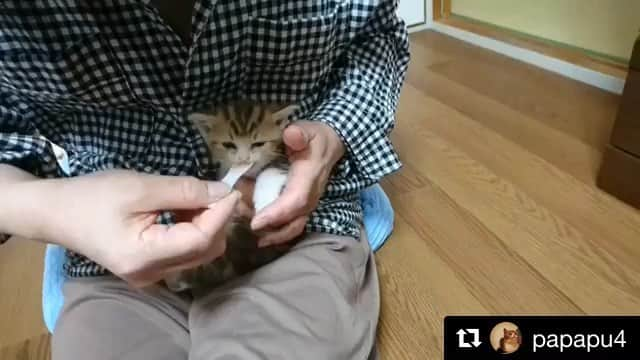 ねこのインスタグラム