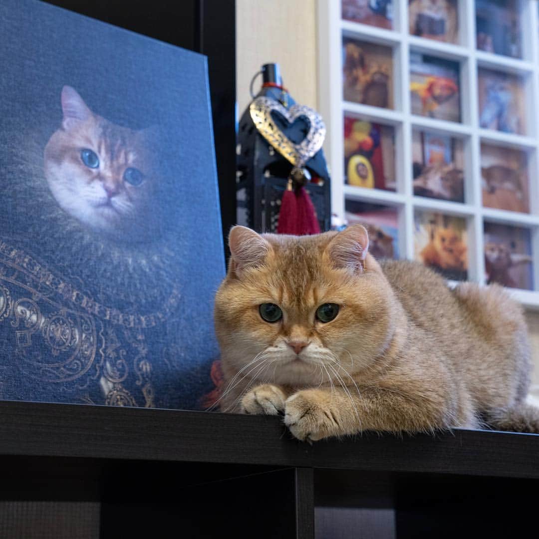Hosicoさんのインスタグラム写真 - (HosicoInstagram)「Hosico, 1st Duke of Cats Land - courtier, statesman, and patron of the arts. 👑 The portrait is made by the artist @mymajesticpet 🎨❤️」4月2日 16時57分 - hosico_cat