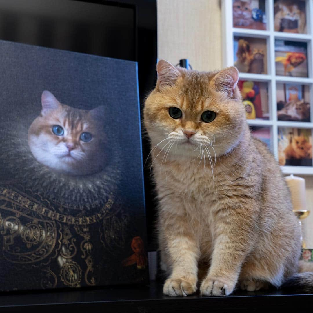 Hosicoさんのインスタグラム写真 - (HosicoInstagram)「Hosico, 1st Duke of Cats Land - courtier, statesman, and patron of the arts. 👑 The portrait is made by the artist @mymajesticpet 🎨❤️」4月2日 16時57分 - hosico_cat