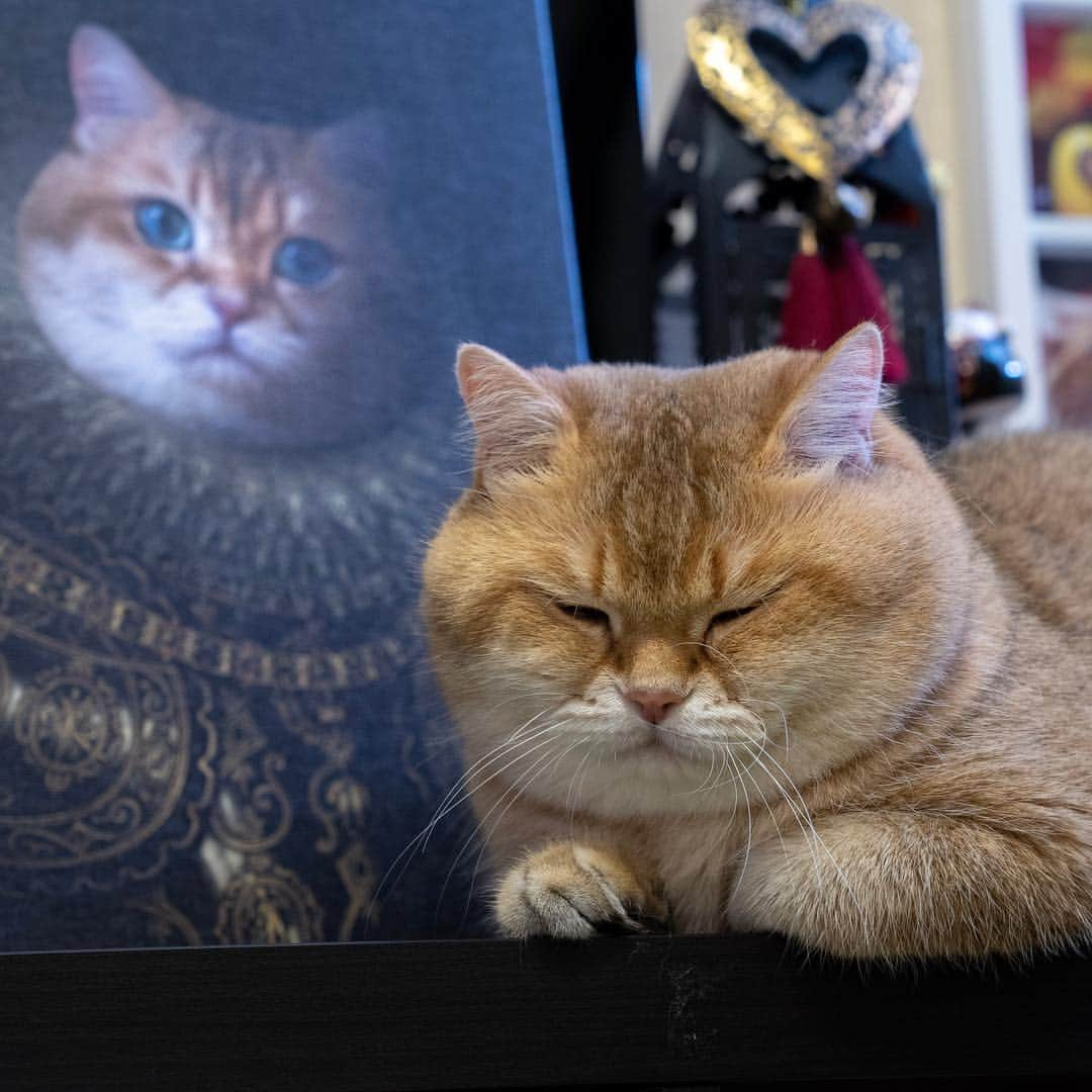 Hosicoさんのインスタグラム写真 - (HosicoInstagram)「Hosico, 1st Duke of Cats Land - courtier, statesman, and patron of the arts. 👑 The portrait is made by the artist @mymajesticpet 🎨❤️」4月2日 16時57分 - hosico_cat