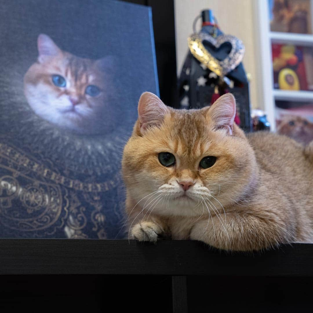 Hosicoさんのインスタグラム写真 - (HosicoInstagram)「Hosico, 1st Duke of Cats Land - courtier, statesman, and patron of the arts. 👑 The portrait is made by the artist @mymajesticpet 🎨❤️」4月2日 16時57分 - hosico_cat