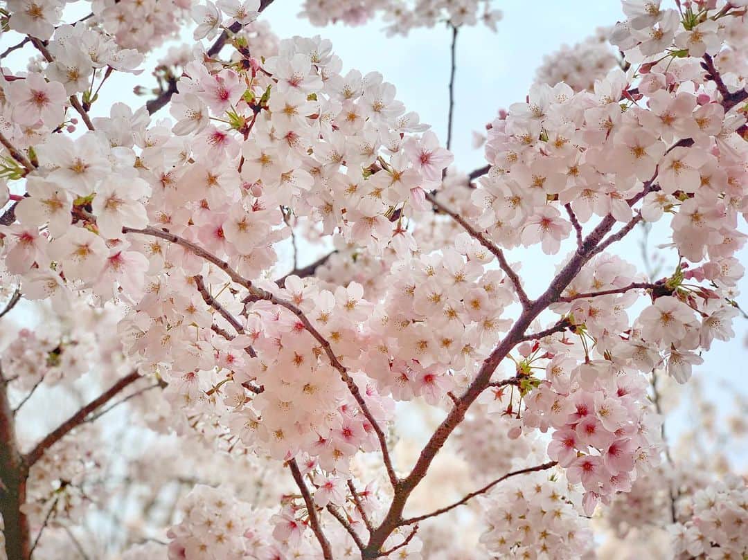 中村優さんのインスタグラム写真 - (中村優Instagram)「東京に遊びに来た母と母のお友達と、妹と目黒川沿いをお花見さんぽ🌸💖🌸💖」4月2日 17時05分 - nkmr_yu