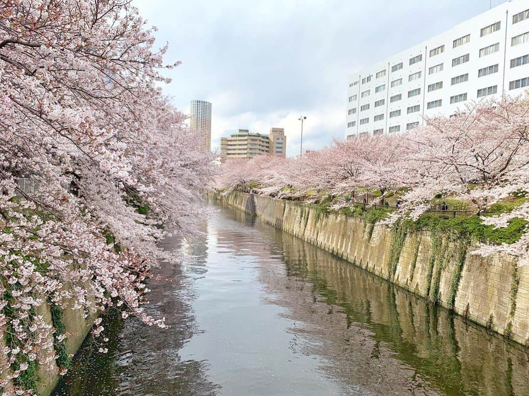 中村優さんのインスタグラム写真 - (中村優Instagram)「東京に遊びに来た母と母のお友達と、妹と目黒川沿いをお花見さんぽ🌸💖🌸💖」4月2日 17時05分 - nkmr_yu