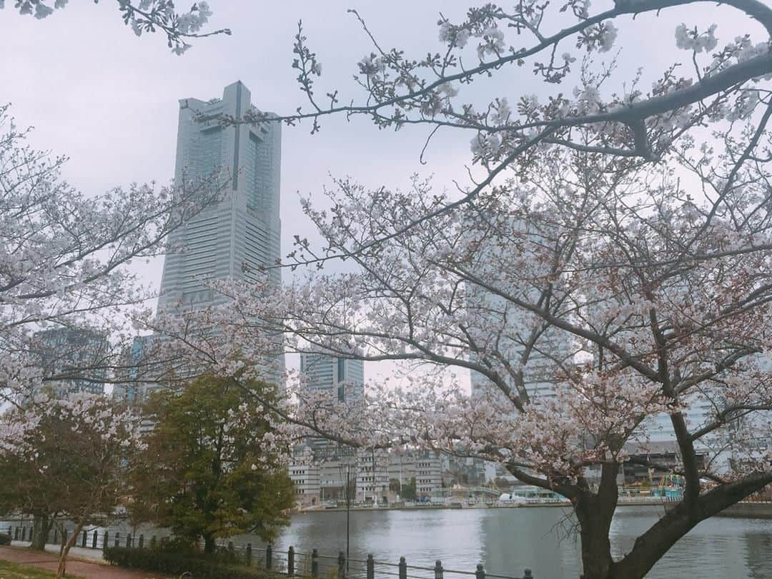 東京カメラ部 横浜分室さんのインスタグラム写真 - (東京カメラ部 横浜分室Instagram)「「新たなスタート★」⠀ .⠀ 早いもので気がつけば4月。⠀ 新年度も始まり、新元号も発表されましたね。⠀ そんな今日は、汽車道に咲き誇る桜をお届けします。⠀ みなさまにとって、より良いスタートが決められますように！⠀ .⠀ みなとみらい線公式Facebook「わたしの横浜4.1キロさんぽ」で横浜の魅力を発信中！⠀ そちらも是非ご覧下さい！<PR>⠀ .⠀ #みなとみらい線フォト散歩 #みなとみらい線フォトさんぽ #みなとみらい線 #横浜 #新高島 #みなとみらい #馬車道 #日本大通り #元町中華街 #yokohama #東京カメラ部 #Japan #photo #写真 #日本 #汽車道 #春 #spring #桜 #桜並木 #サクラ #新年度 #令和 #花好きな人と繋がりたい #カメラ好きな人と繋がりたい #写真好きな人と繋がりたい #thisisjapan #cherryblossom #cooljapan #sakuralicious」4月2日 17時00分 - tcc.yokohama
