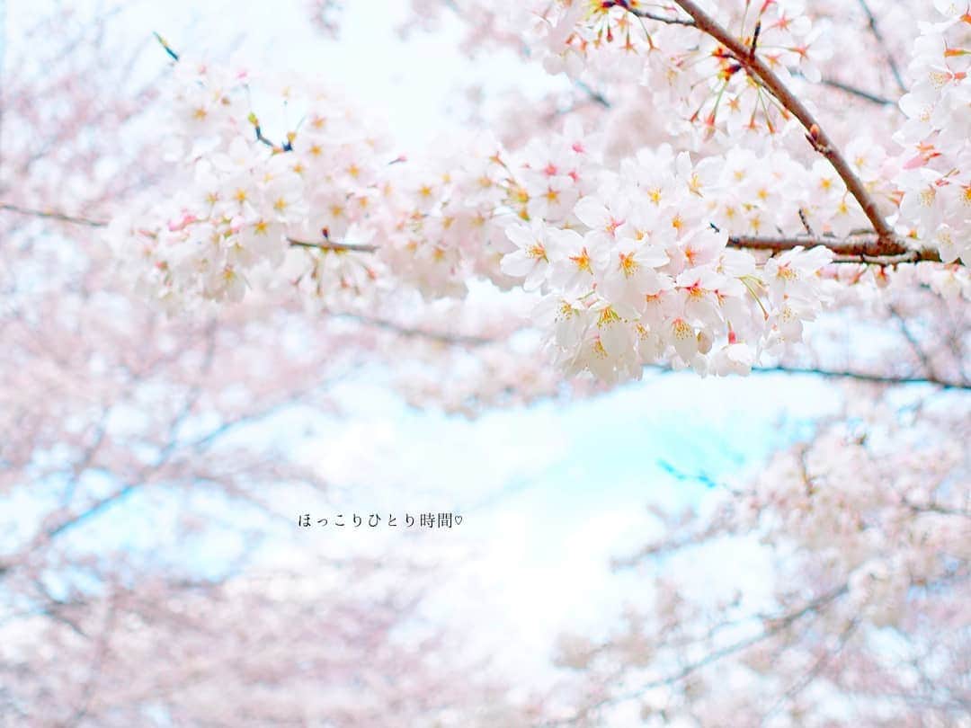 なっつ。さんのインスタグラム写真 - (なっつ。Instagram)「🌸 今日は午前中 近くのお花見スポットに お弁当持ってひとり時間。  誰かと過ごす時間も好きだけど ひとりぼーっとする時間も好き。  桜の時期はたっくさん 足を運びたくなる 大好きな空間。 癒されてパワーチャージして 午後はお仕事進められて うん ☺︎ 今日もいい日だ。 ・ ・ ・ #桜#花#日々#はなまっぷ#ファインダー越しの私の世界 #東京カメラ部#ザ花部#ig_japan#instagramjapan#IGersJP#team_jp_flower #lovers_nippon #instagramjapan#beautiful#sakura#cherryblossom#wow_nihon#whim_life#なっつのイマソラ」4月2日 17時01分 - punipopo