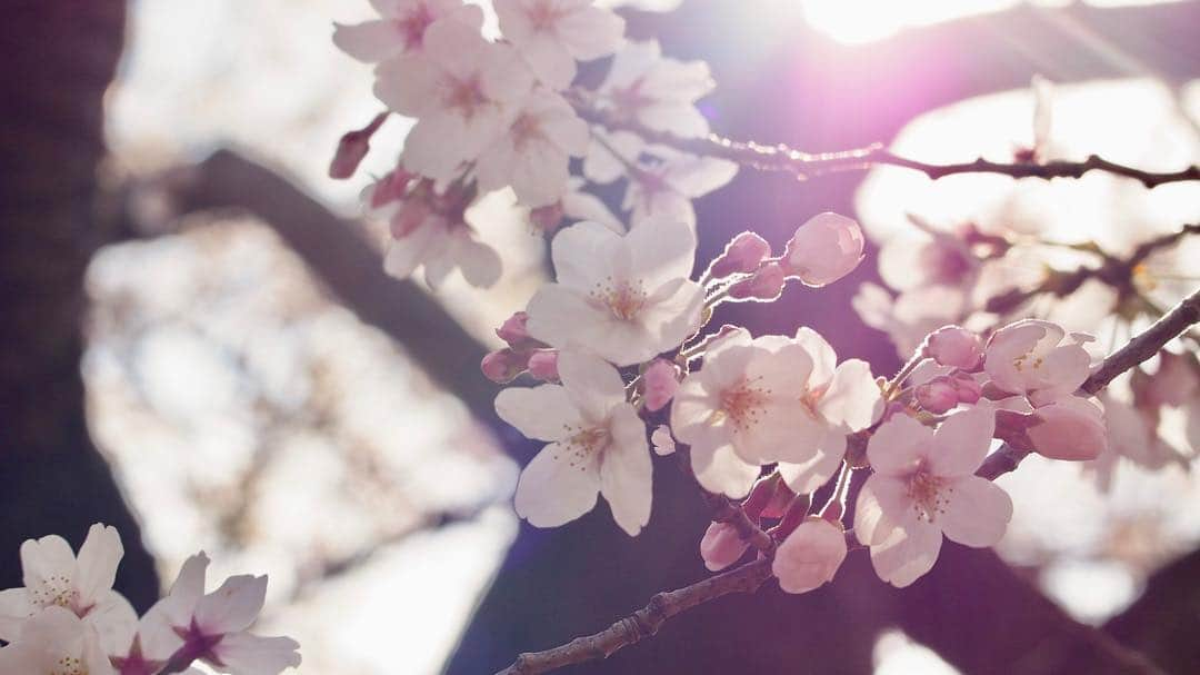 悠木イヴさんのインスタグラム写真 - (悠木イヴInstagram)「〜桜 儚いver...🤗〜 今度こそ…！ ちゃんと充電して行きました。📸 去年、バースデープレゼントで頂いたレンズで撮影しました🤗❀·° さすが、やはりスマホとは違います(じゃなきゃ困る。) まだ満開には3日はかかりそう。 また撮りに行ってきマース。  #OLYMPUS #olympusom10  #olympusomdem10markii  #日本 #春 #桜 #お花見」4月2日 17時04分 - eve_yuki_official